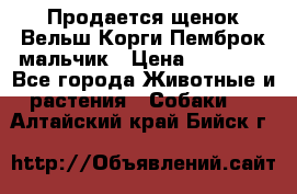 Продается щенок Вельш Корги Пемброк мальчик › Цена ­ 65 000 - Все города Животные и растения » Собаки   . Алтайский край,Бийск г.